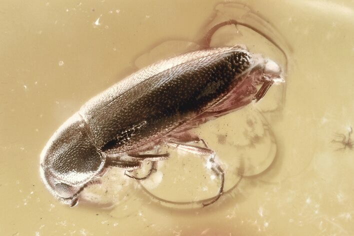 Fossil False Darkling Beetle (Abdera) in Baltic Amber #349458